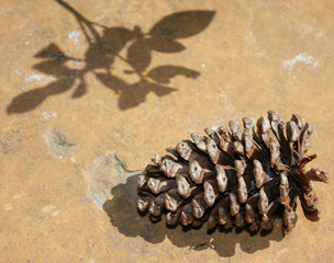 pinecone and leaf shadow