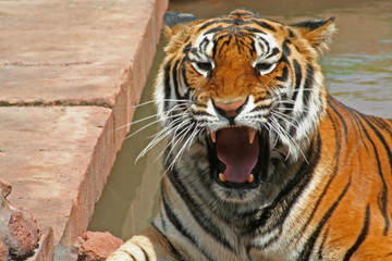 ferocious tiger