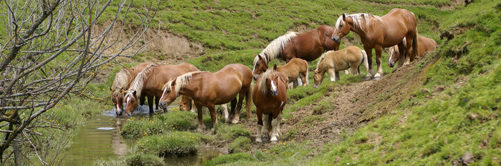 les chevaux et le ruisseau