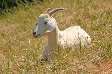 Obraz premium ziege im sonnenbad