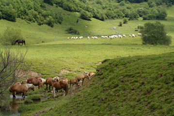 Naklejka premium animaux libres