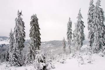 ice tree landscape