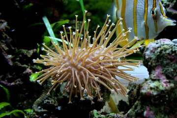 butterflyfish behind coral