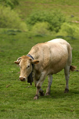 vache et cloche