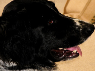 Munsterlander Breed Dog