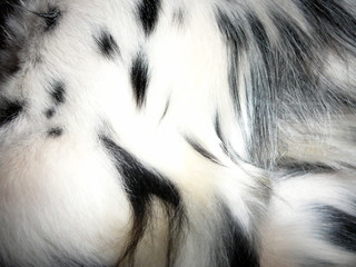 Black and White Fur Coat Detail of Pet Dog