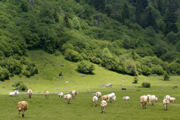 Fototapeta na wymiar troupeau de vaches