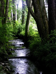 bachlein in hofgarten
