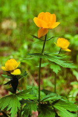 siberian globeflowers
