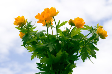siberian globeflower