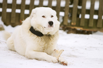 White dog