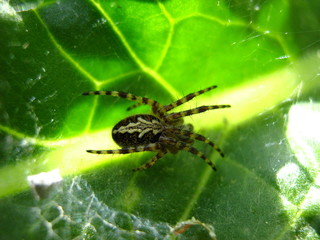 spinne