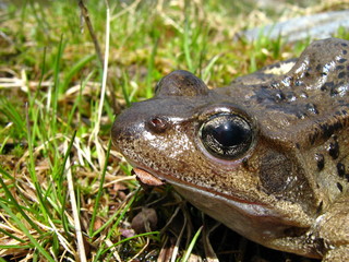frosch