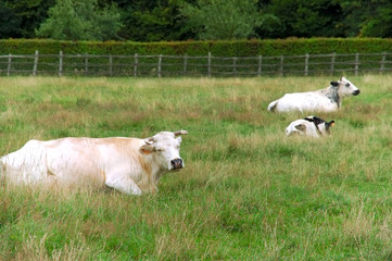 Obraz premium cows grazing in meadow