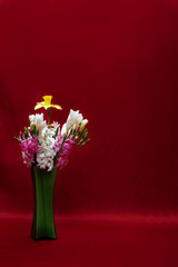 Fototapeta premium Isolated flowers