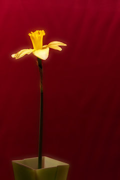 Single dafodil