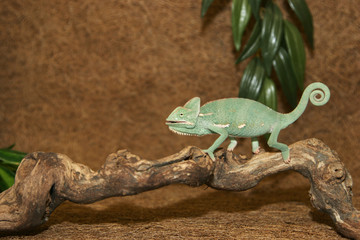 caméléon