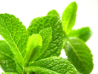 frische minze 2 © emmi