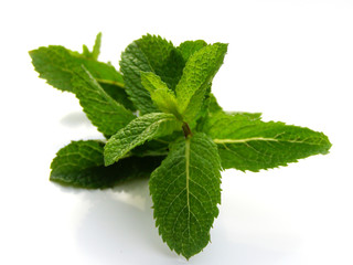frische minze © emmi
