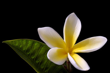 Obraz premium frangipani flower