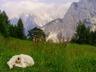 lamb in grass