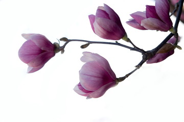 Magnolia brench isolated