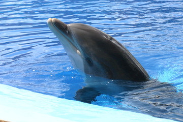 delfin © Marcus Mantel