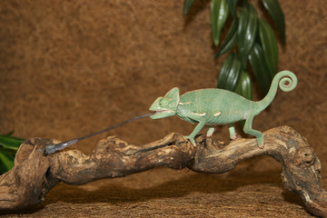 caméléon © Christophe Fouquin