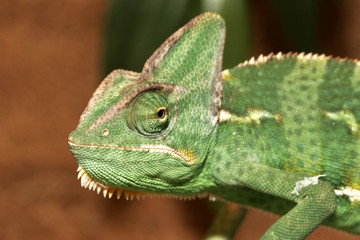 caméléon
