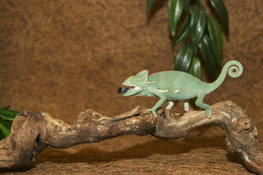 cam&eacute;l&eacute;on