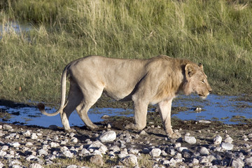 Lion dans le parc d'Etosha - Namibie