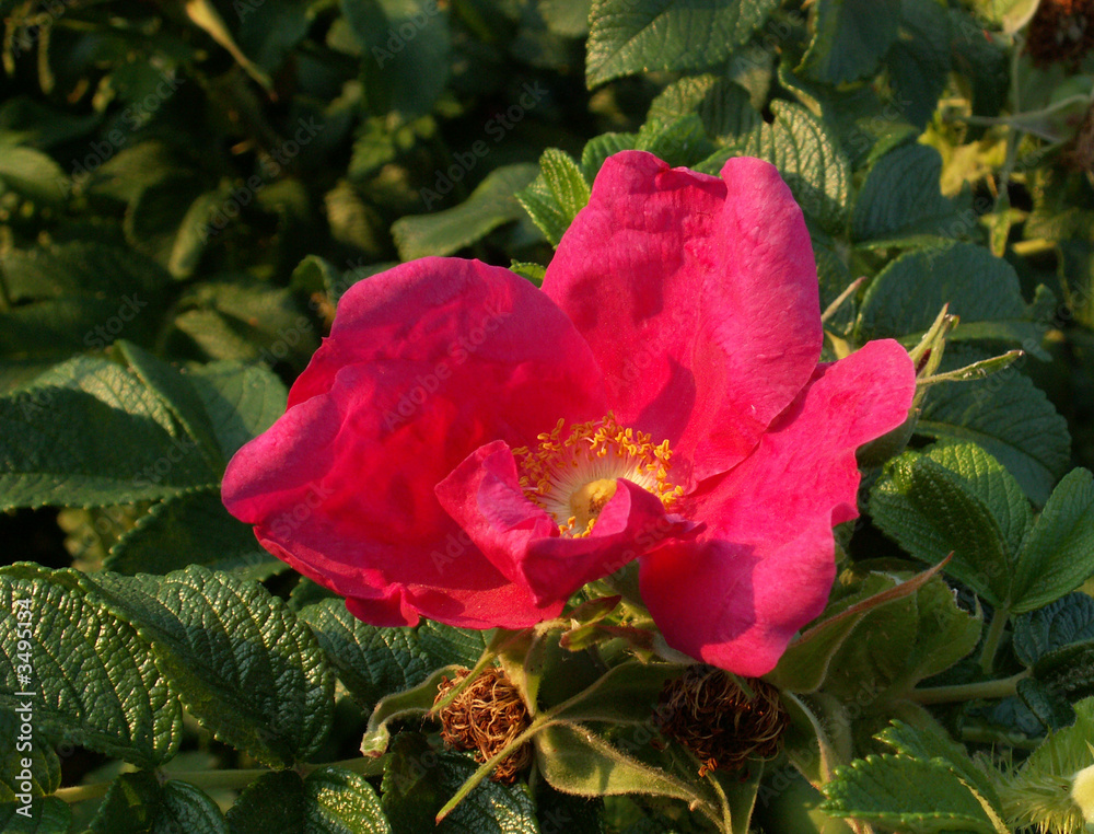 Wall mural rose