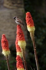 red hot poker flowers and the sparrows