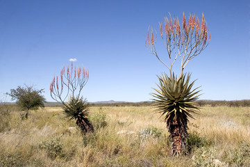 paysage de  namibie