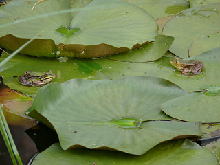 froschduell