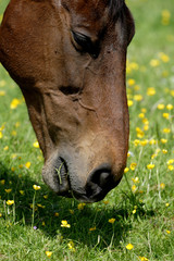 Naklejka premium horse
