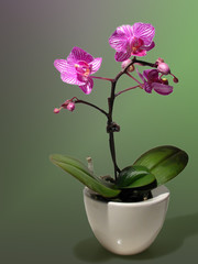 orchidee