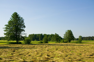 summer landscape