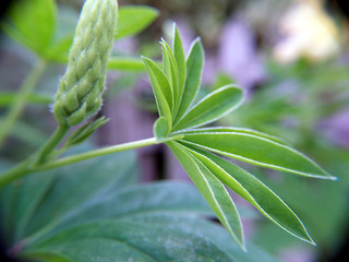 lupin leaf