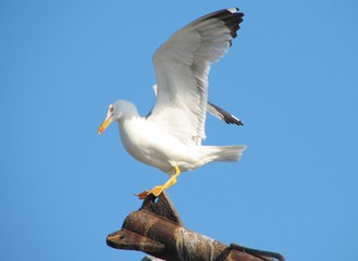 gabbiano