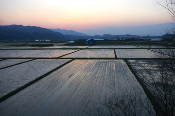 rice paddy fields at dusk in japan