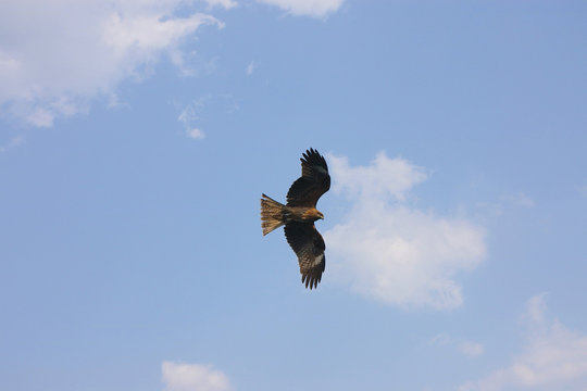 a wild eagle gliding in the sky