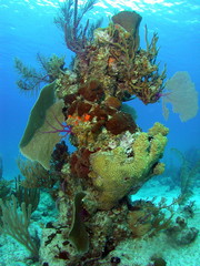 Fototapeta na wymiar coral pinnacles