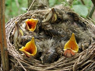 nest