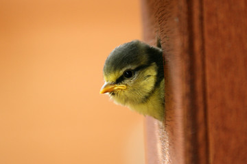baby blue tit