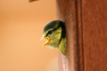 baby blue tit