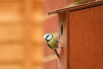blue tit