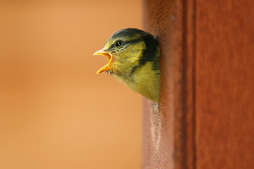 baby blue tit