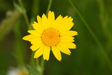 yellow wild flower