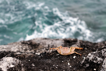 crab on the rocks at the beach